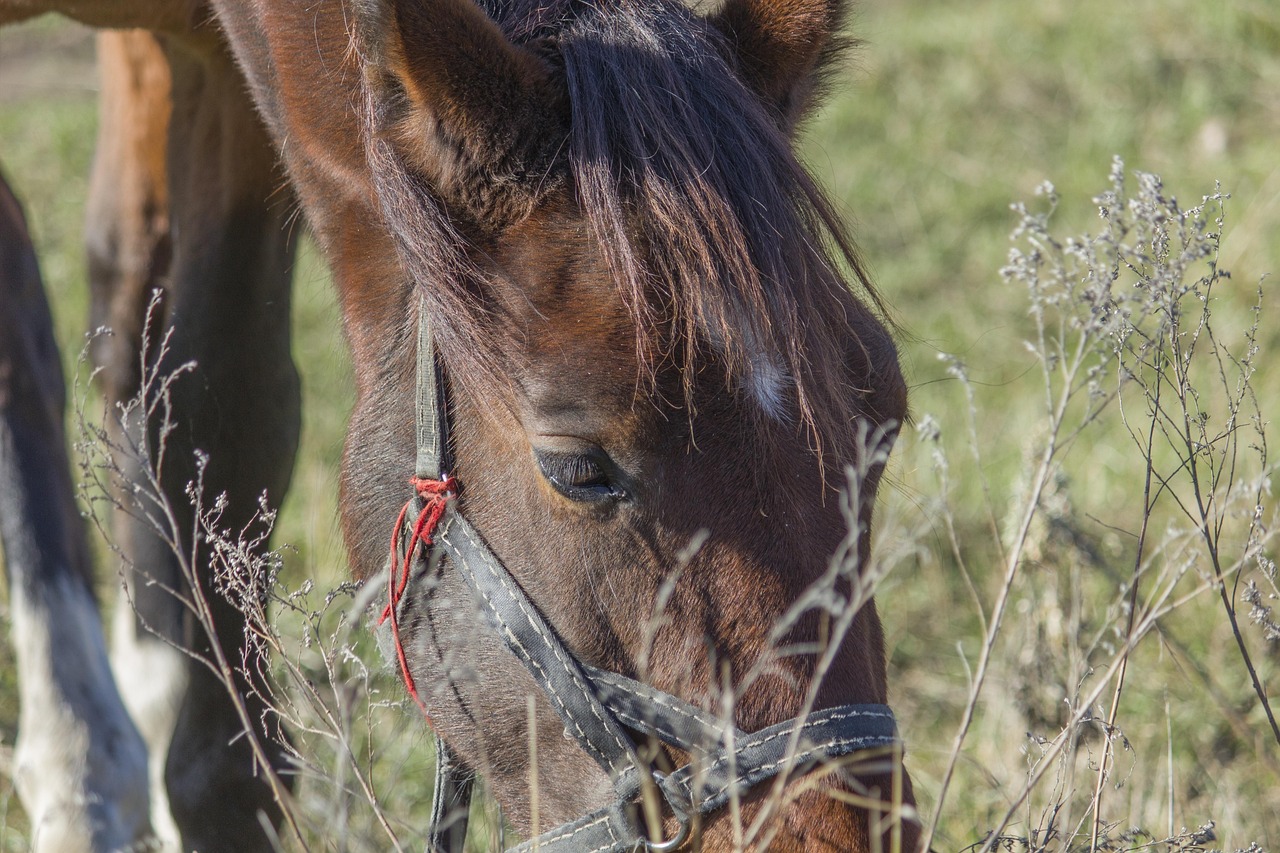 Cheval