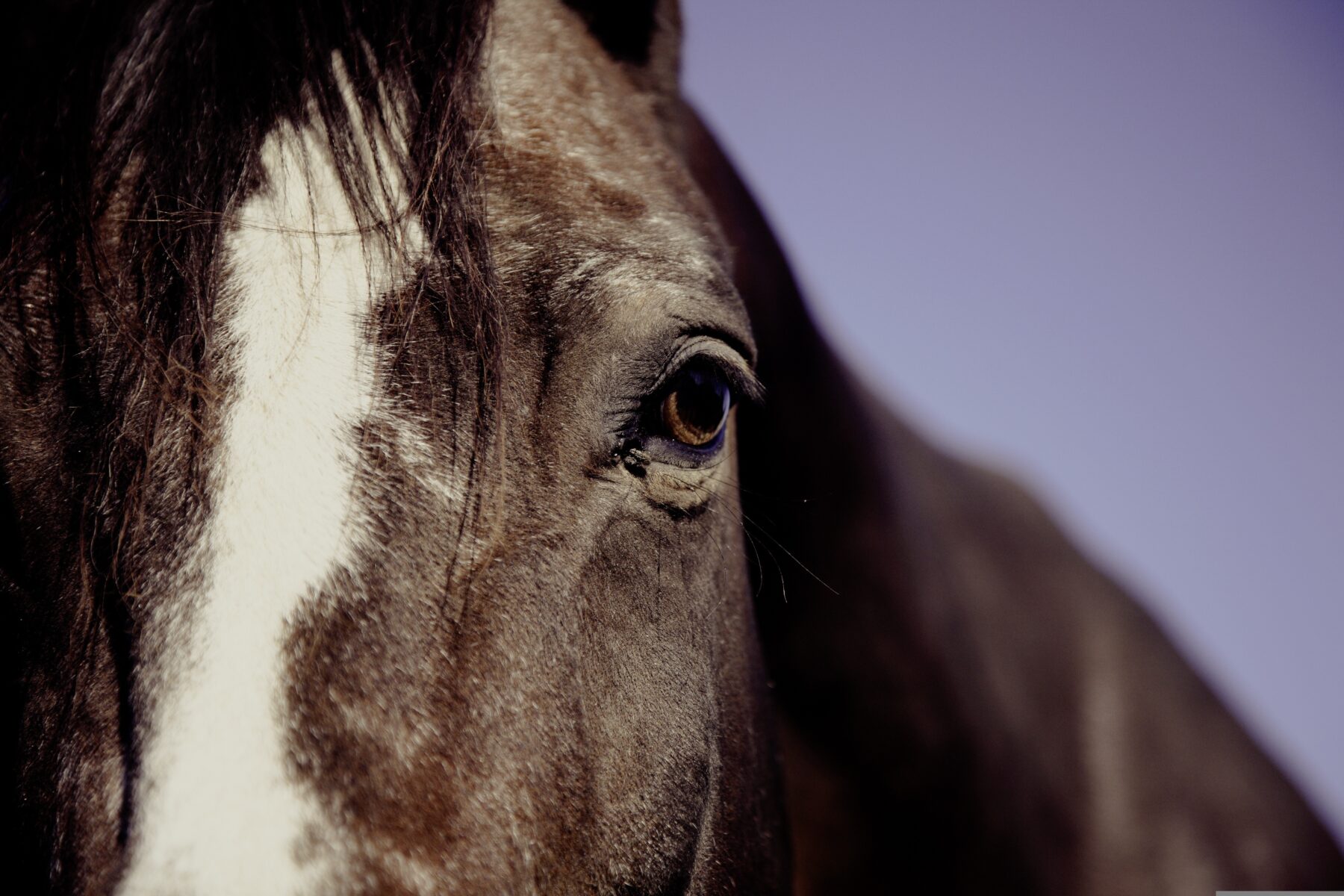 Livres sur le cheval